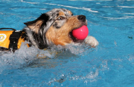 Canine Pool